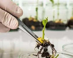 Biotecnología para el agro